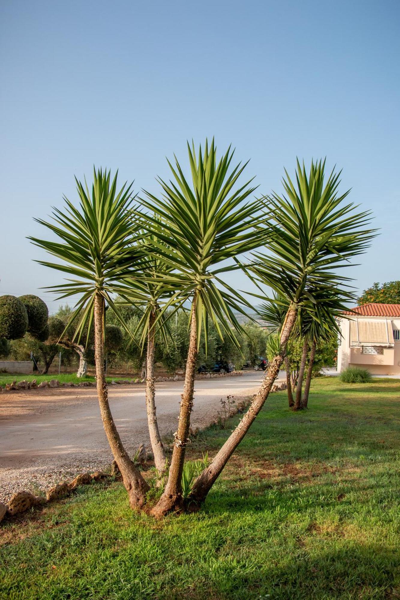 Lagouvardos Apartmán Marathopoli